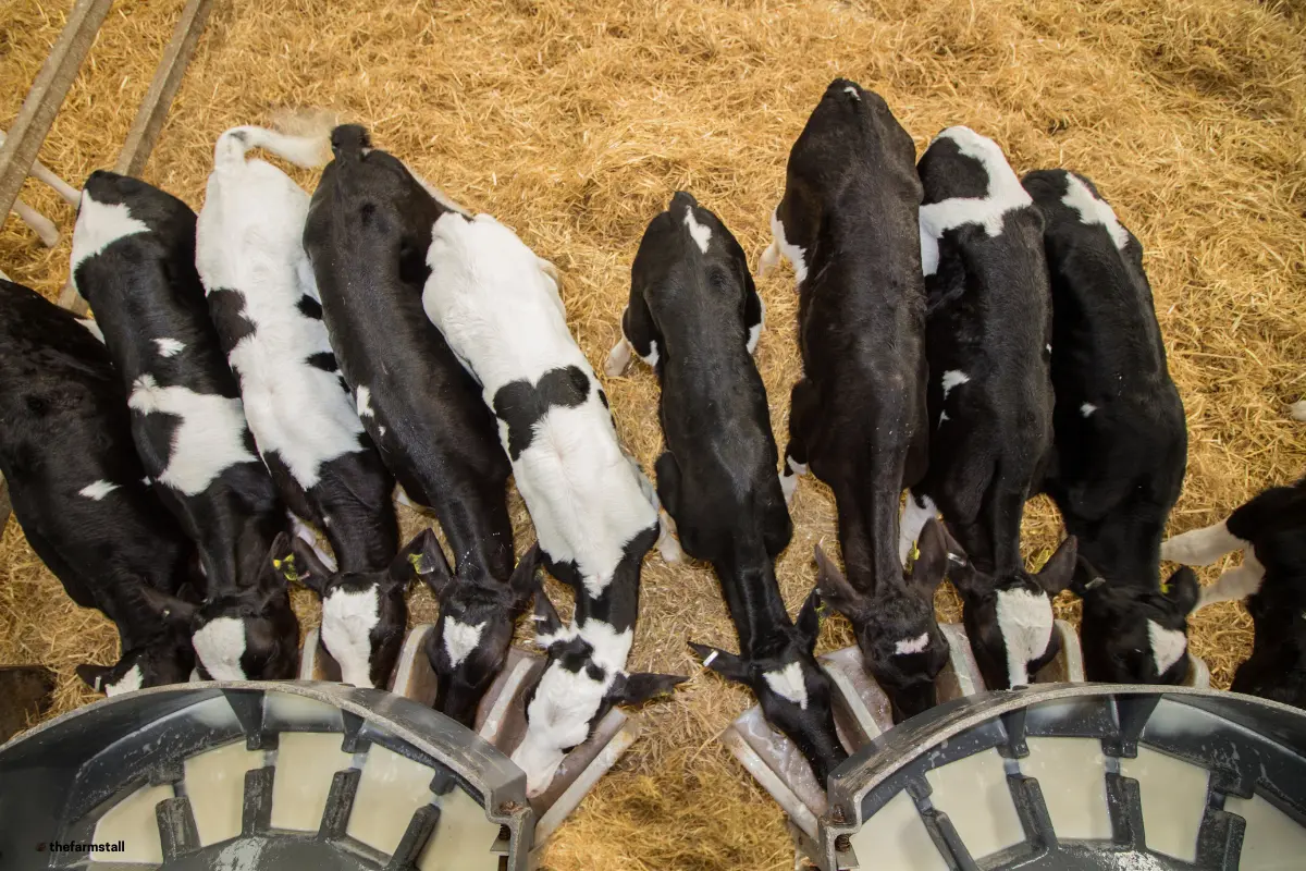 Farm Diversification Idea: Host a Calf Feeding Morning