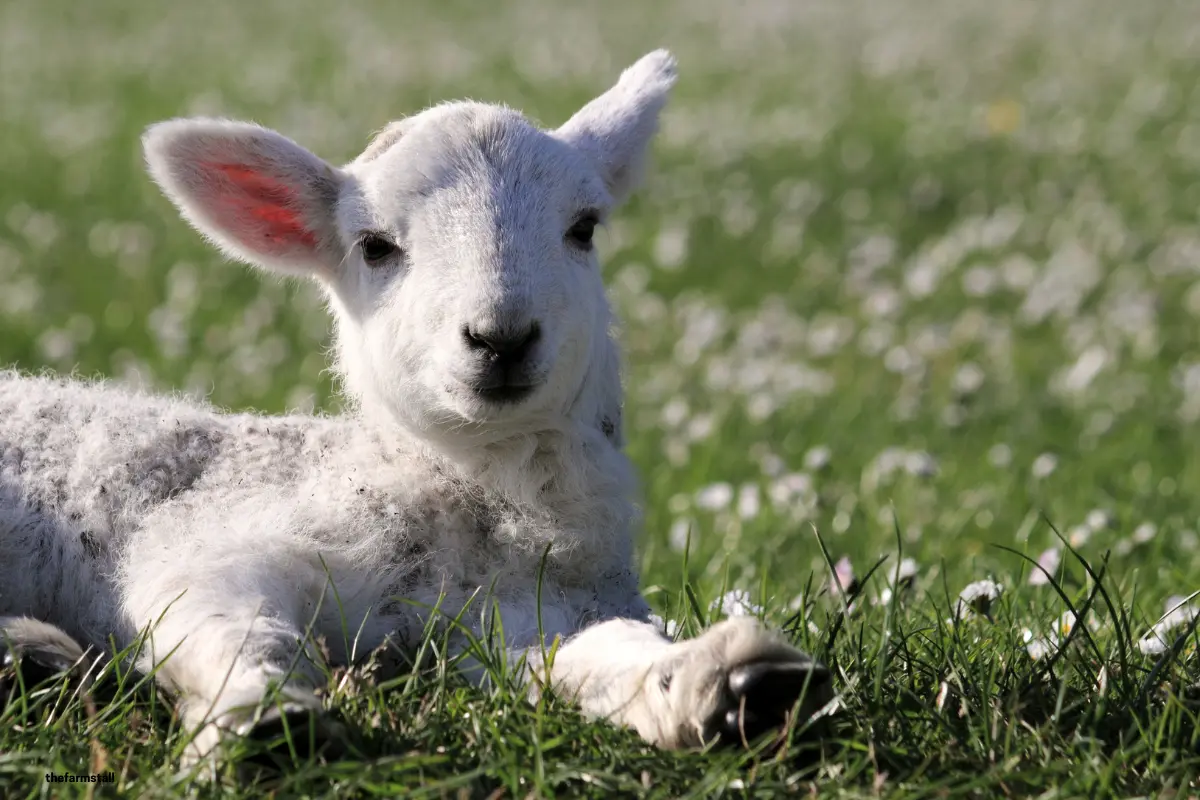 Farm Diversification Idea: Host a Lambing Experience Day