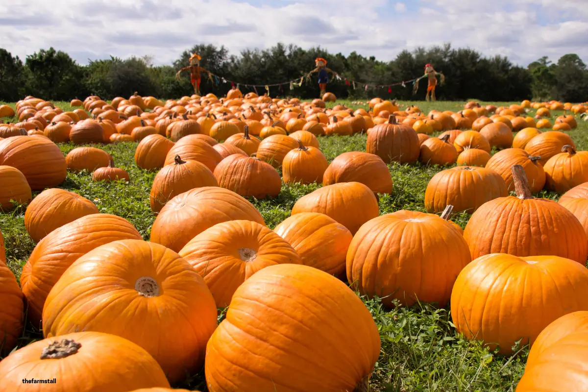 How to Sell Tickets for a Pumpkin Patch or Farm Open Day Online (UK Guide)